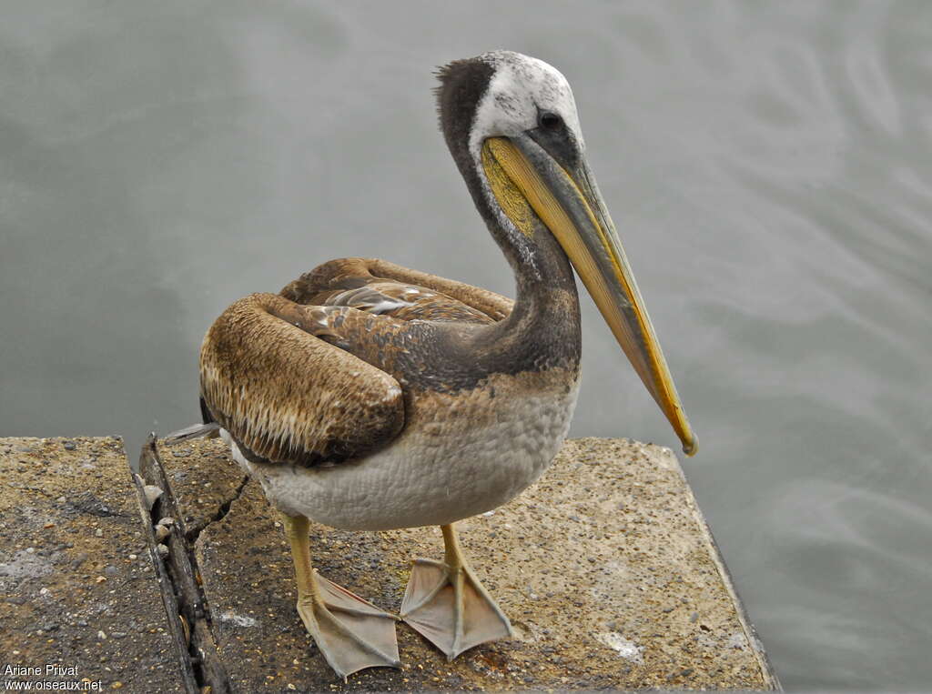 Peruvian Pelican