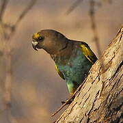 Meyer's Parrot