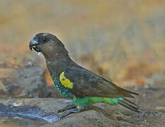 Meyer's Parrot