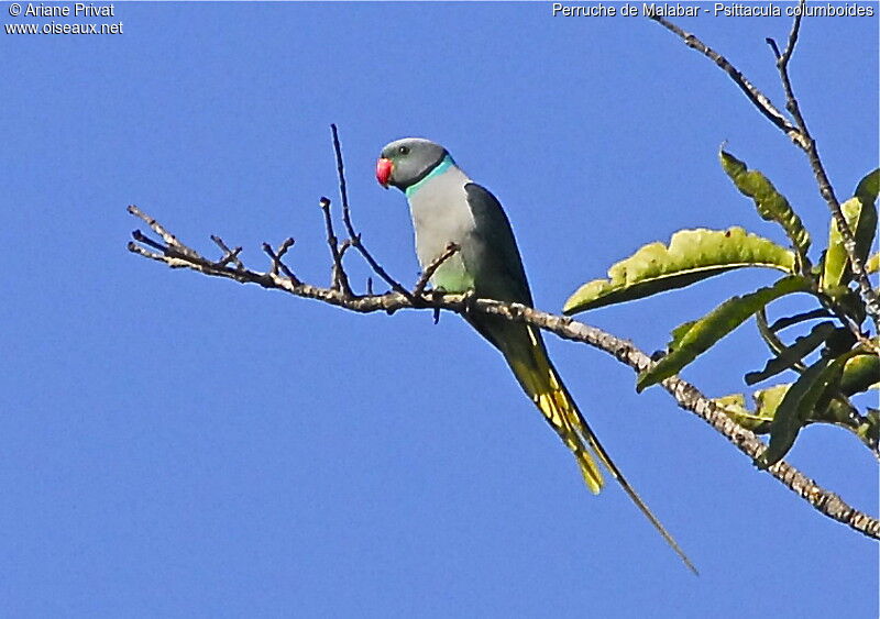 Perruche de Malabar