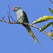 Blue-winged Parakeet