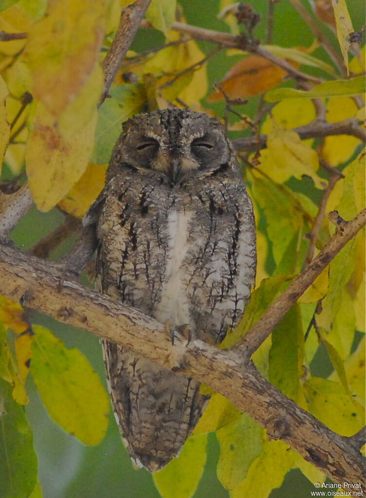 African Scops Owl