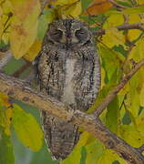 African Scops Owl