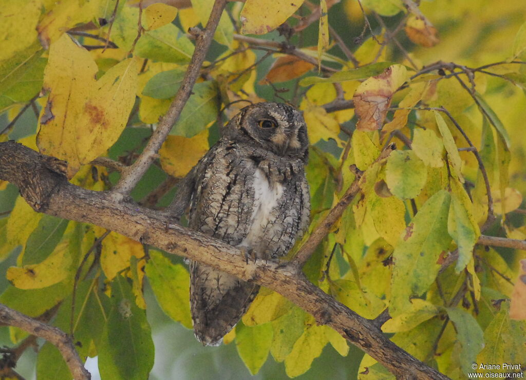 African Scops Owl