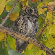 African Scops Owl