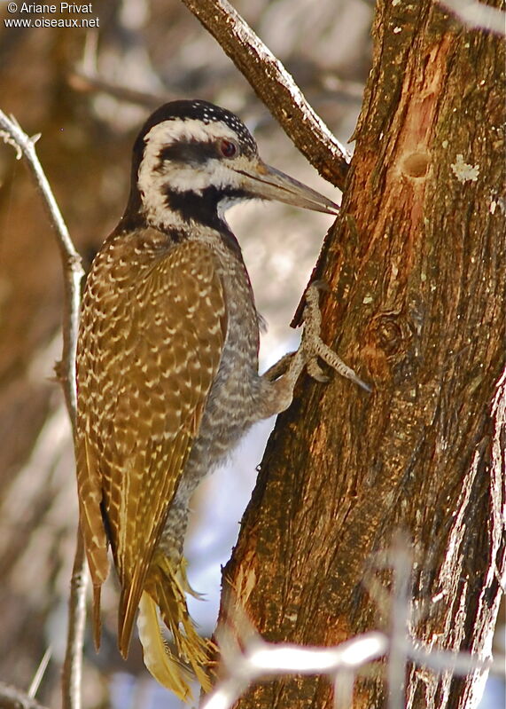 Bearded Woodpecker female
