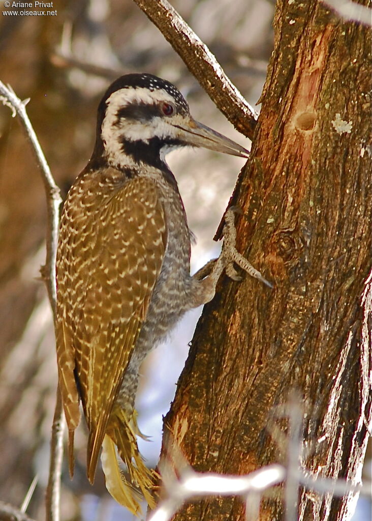 Bearded Woodpecker female