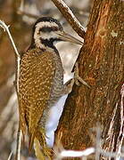 Bearded Woodpecker