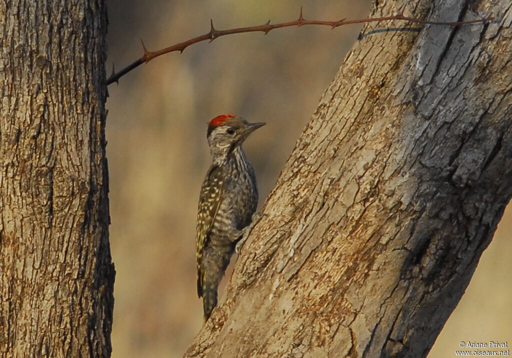 Cardinal Woodpecker male adult