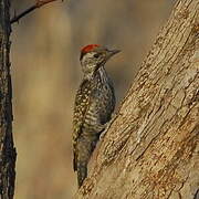 Cardinal Woodpecker