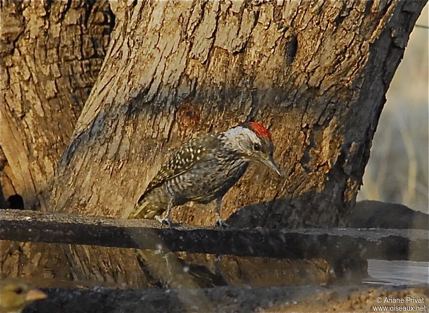 Pic cardinal mâle adulte