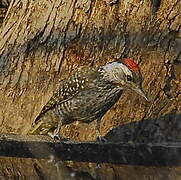 Cardinal Woodpecker