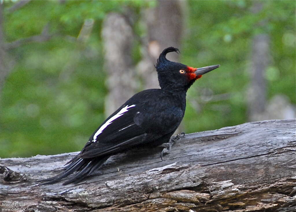 Pic de Magellan femelle adulte, identification