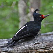 Magellanic Woodpecker