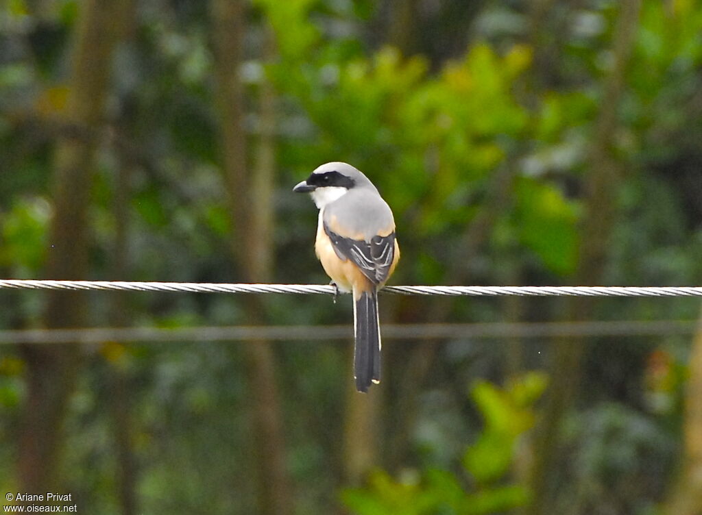 Long-tailed Shrike