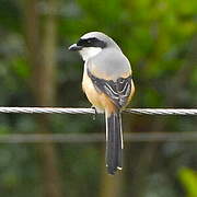 Long-tailed Shrike