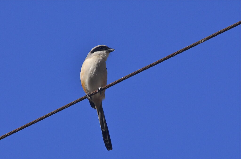 Long-tailed Shrike