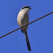 Long-tailed Shrike