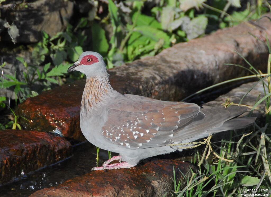 Pigeon roussardadulte