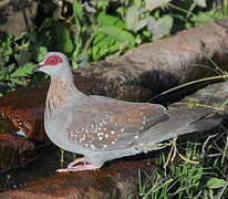 Pigeon roussard