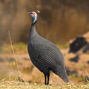 Helmeted Guineafowl