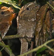 Sri Lanka Frogmouth