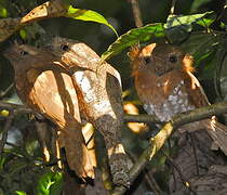 Sri Lanka Frogmouth