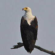 African Fish Eagle