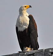 African Fish Eagle