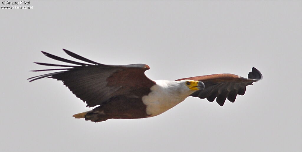 African Fish Eagle