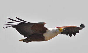 African Fish Eagle