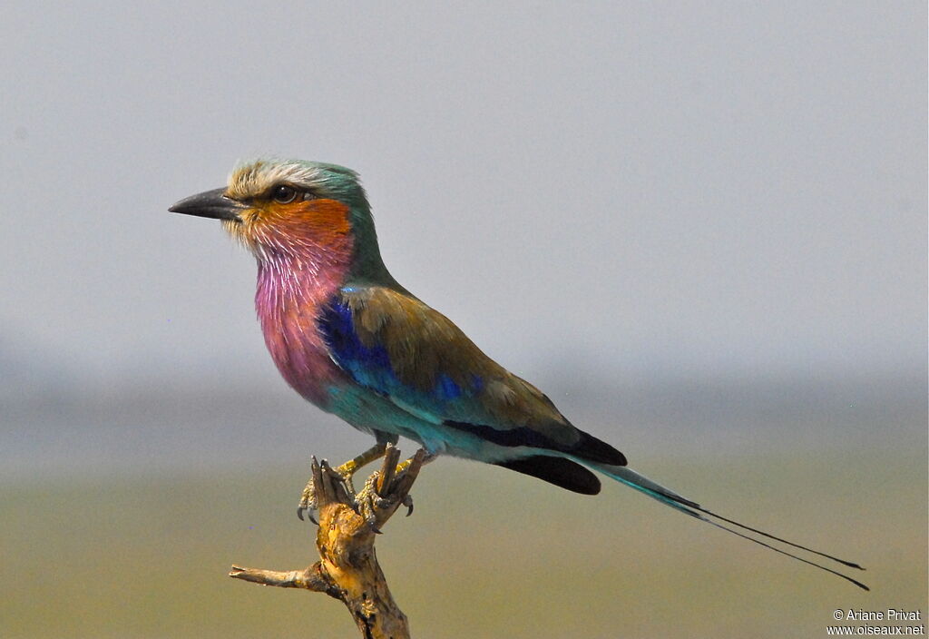 Lilac-breasted Rolleradult