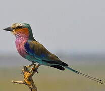 Lilac-breasted Roller