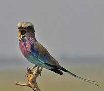 Lilac-breasted Roller