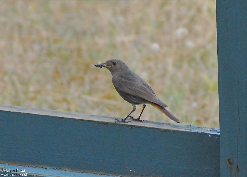 Black Redstart