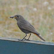 Black Redstart