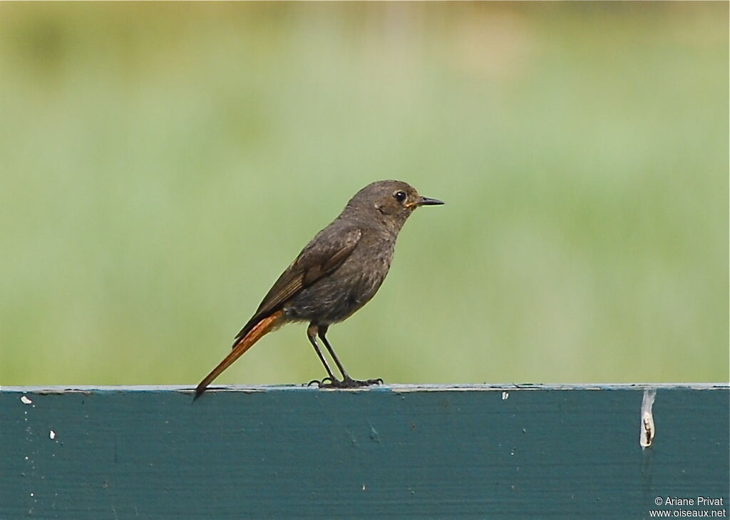 Black Redstart