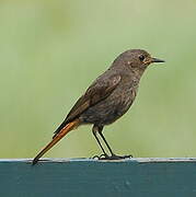 Black Redstart