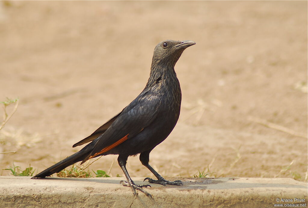 Red-winged Starling female