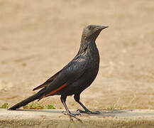 Red-winged Starling