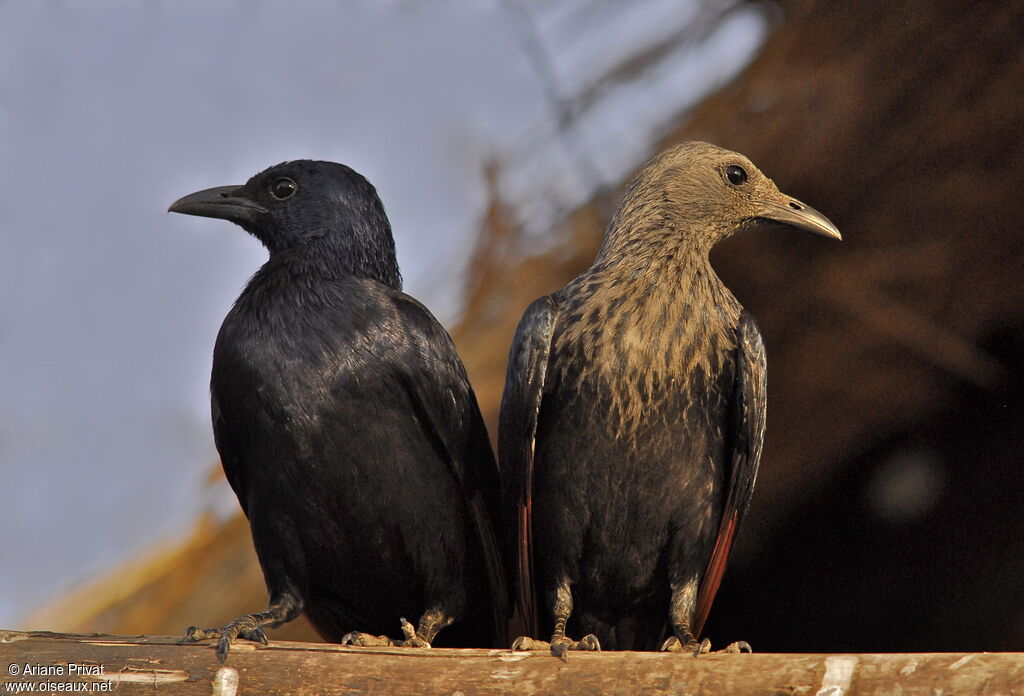 Red-winged Starling 