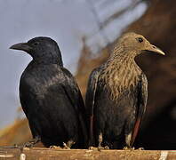 Red-winged Starling