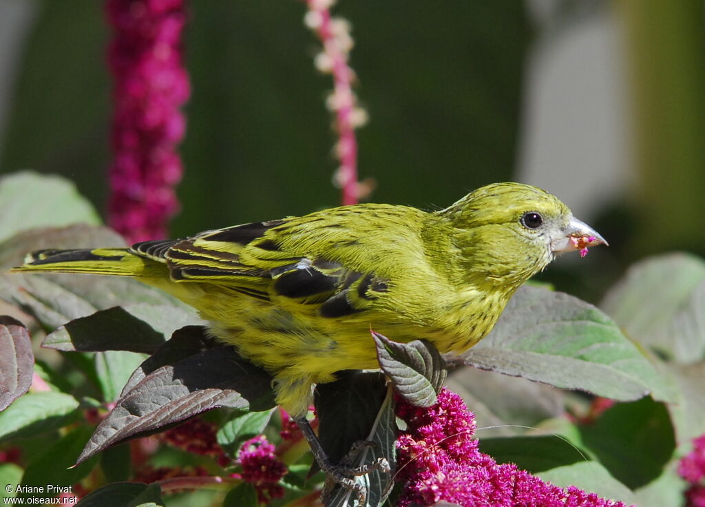 Serin d'Abyssinie