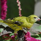 Serin d'Abyssinie