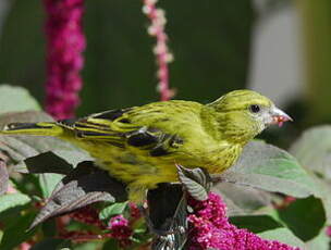 Serin d'Abyssinie