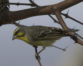 Serin du Mozambique