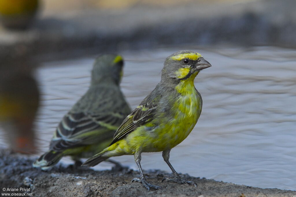 Yellow-fronted Canary