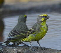 Yellow-fronted Canary