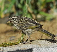 Streaky Seedeater