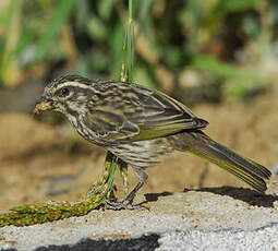 Serin strié